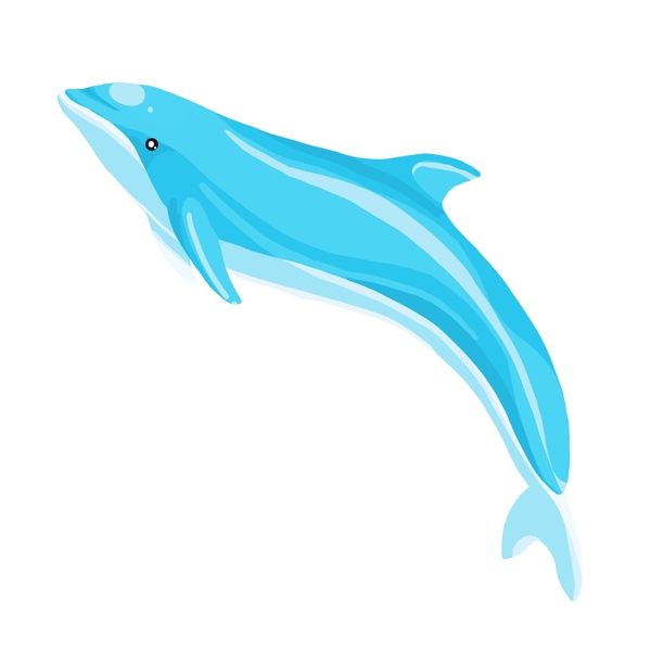 动物蓝色海豚