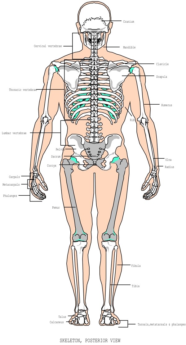 人体骨骼骨架矢量图背面观图片