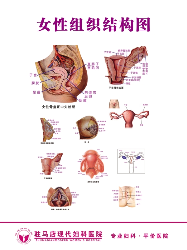 女性组织结构图图片