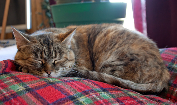 猫睡在毯子