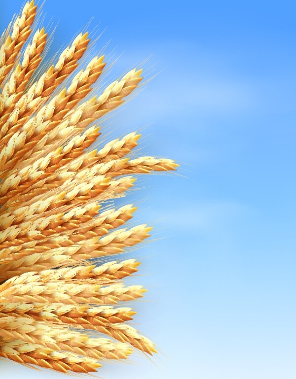 小麦蓝天矢量图片