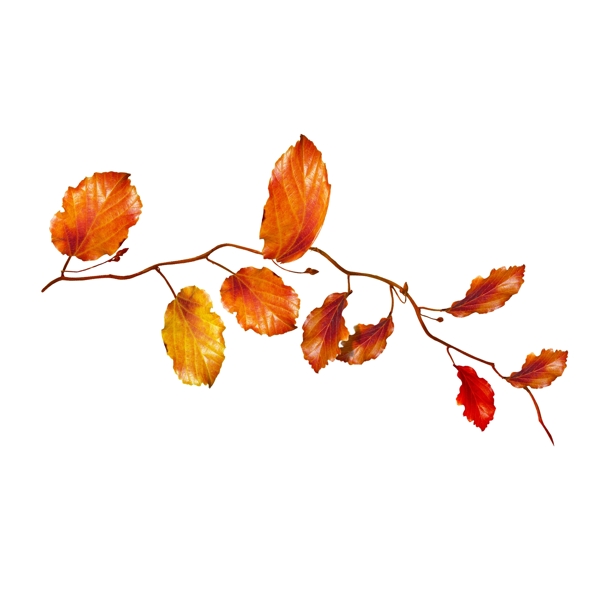 秋季红色落叶植物素材