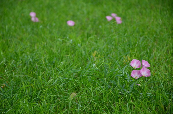 草地与粉色小花