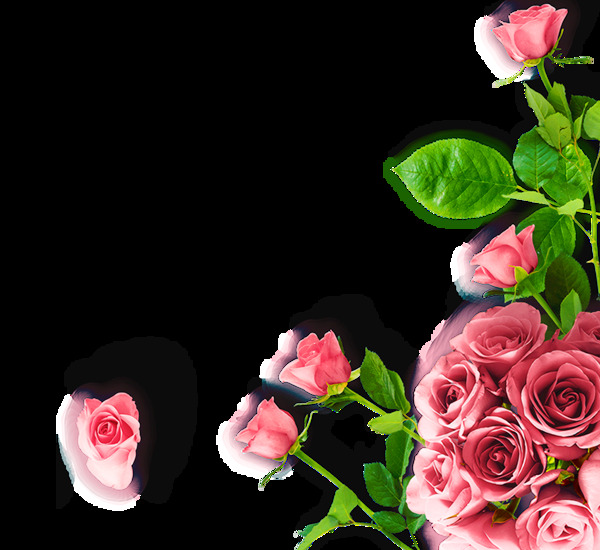 粉色玫瑰花装饰素材