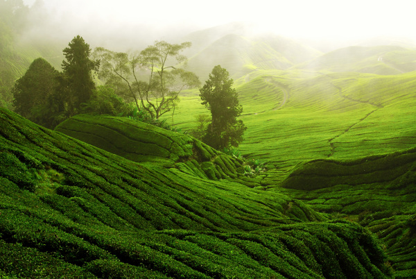 茶树山