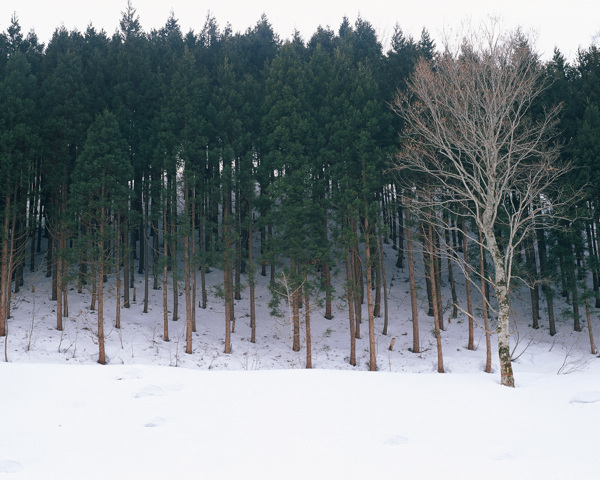 大雪中的松树林