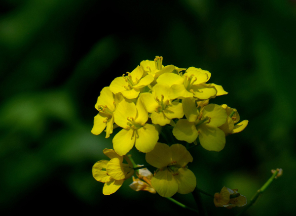 唯美油菜花图片