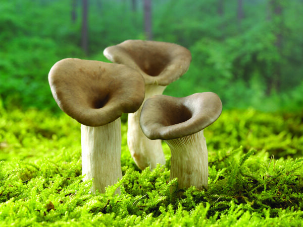 生长在草地上的三个蘑菇