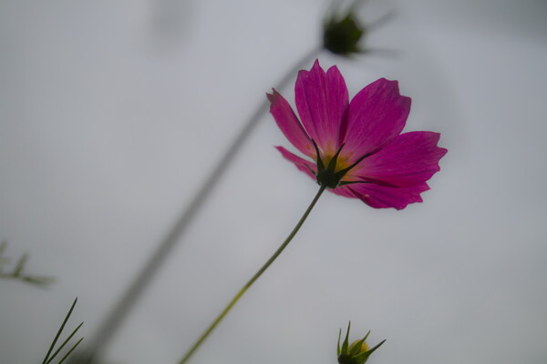 格桑花图片