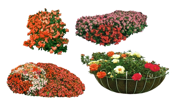 花卉景观素材图片