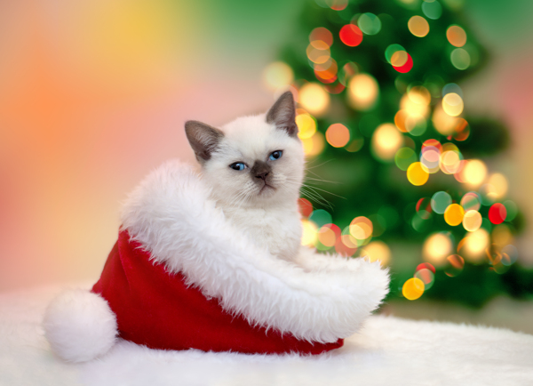 圣诞帽子内的小猫