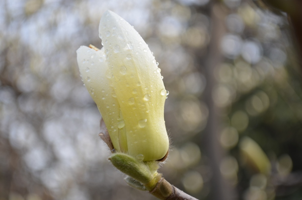 白玉兰花图片