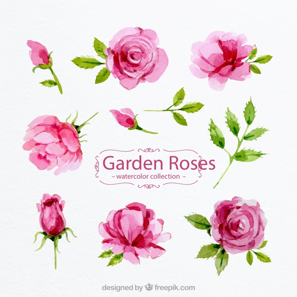粉色花园玫瑰花图片