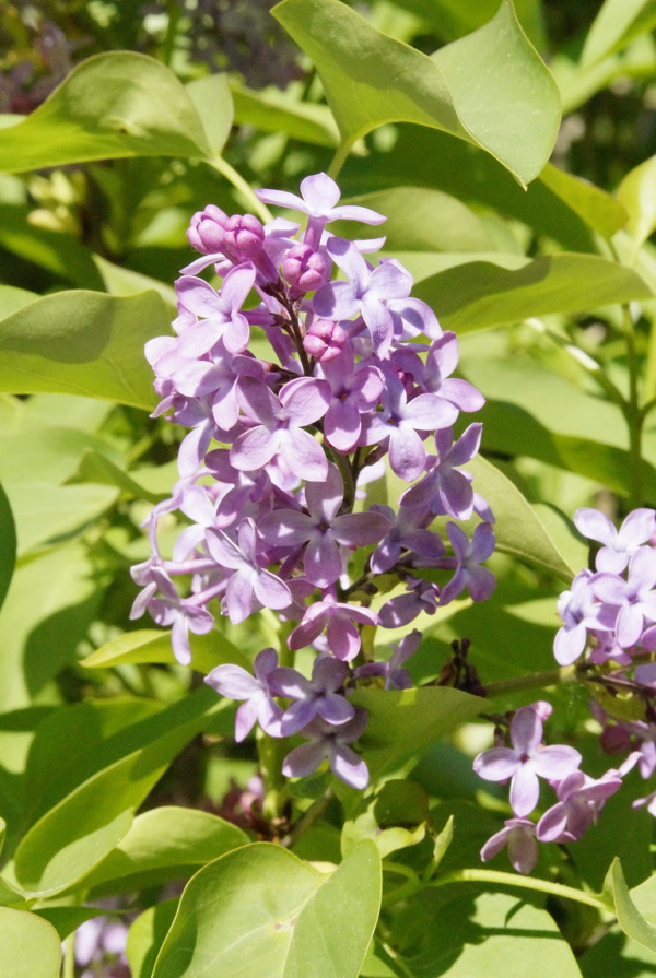 高清丁香花图片