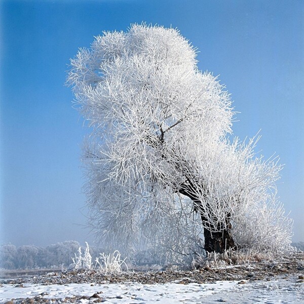 雪景