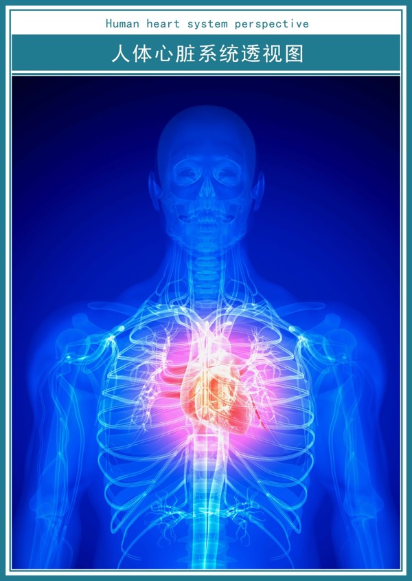 医学科技展板人体心脏透视图超高清psd