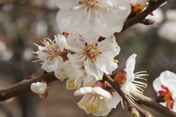 杏花白色花瓣图片