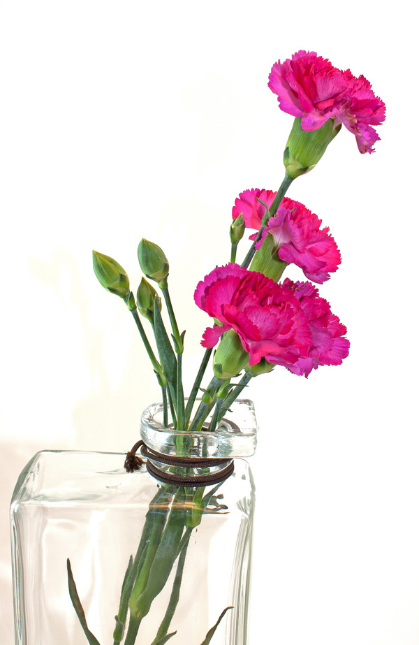 花瓶中的粉红色的康乃馨