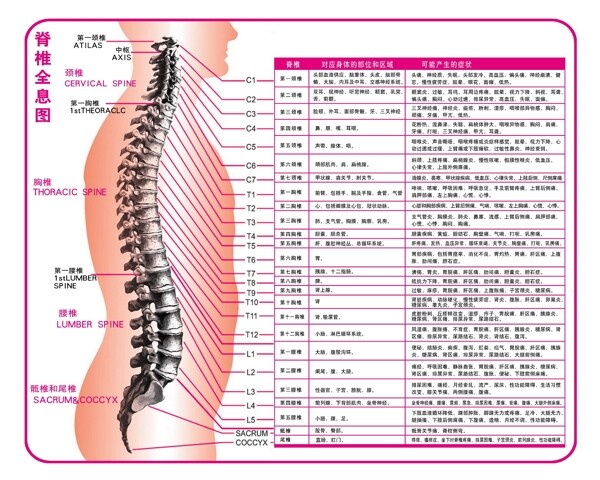 脊椎全息图图片