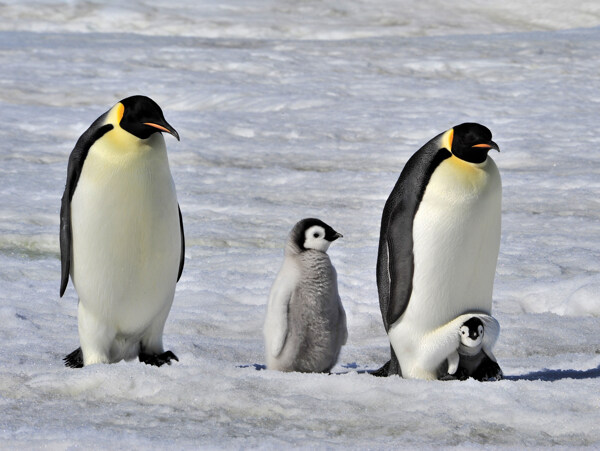 冰面上的企鹅家庭图片