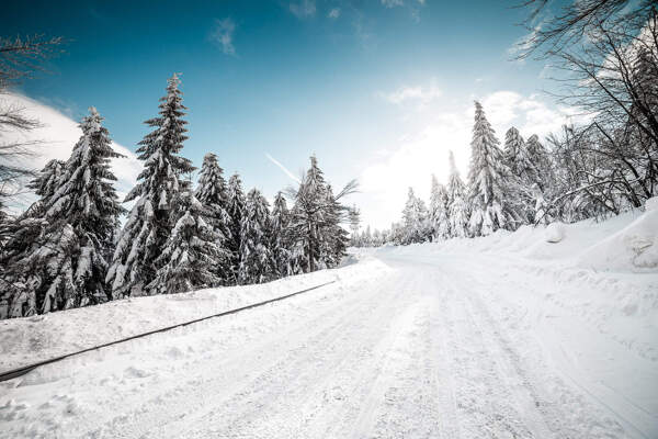 被大雪覆盖的路和树