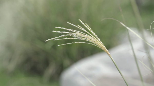 芦苇照片