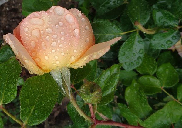 雨后粉色玫瑰花