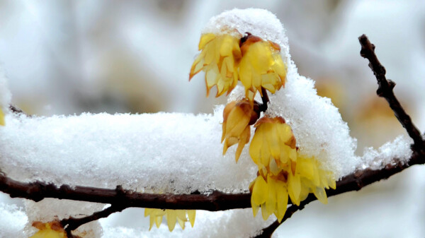 雪中腊梅图片