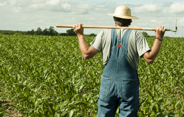 看着玉米地的农民图片