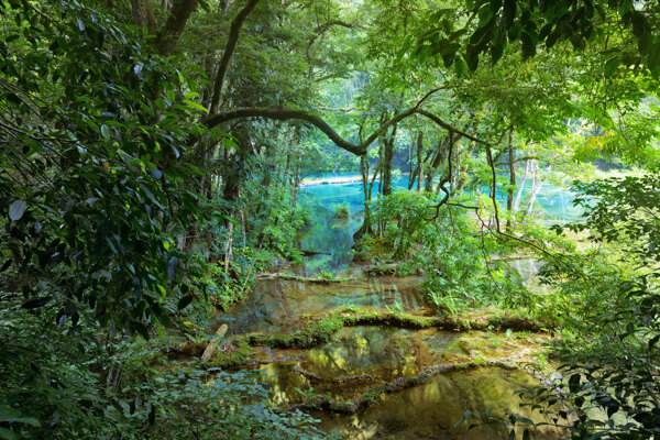 热带雨林植物风景图片