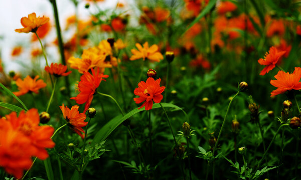 橙色硫华菊花卉