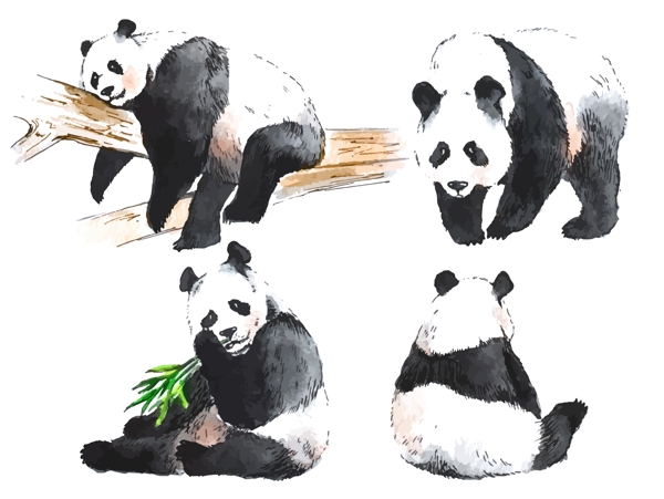 水彩绘国宝熊猫插画