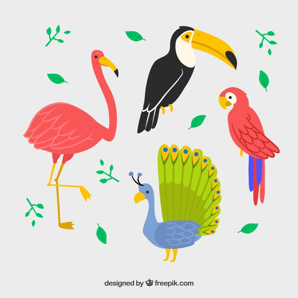 4款彩色火烈鸟鹦鹉等鸟类设计矢量素材
