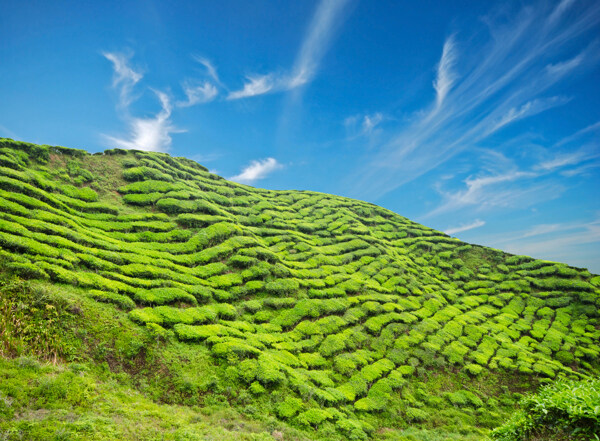 自然茶山风景