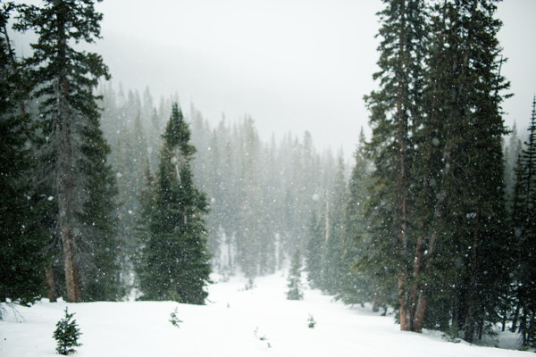 冬天雪松树图片