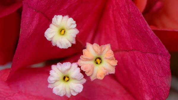 三角梅花的花蕊