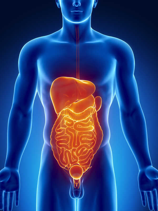 男性肝脏肠胃器官图片