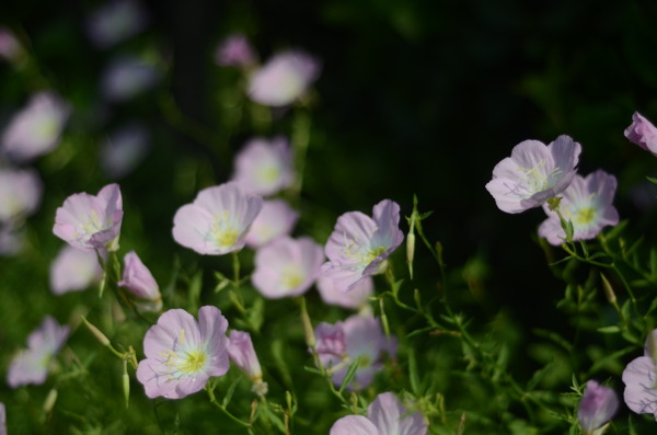 花菱草