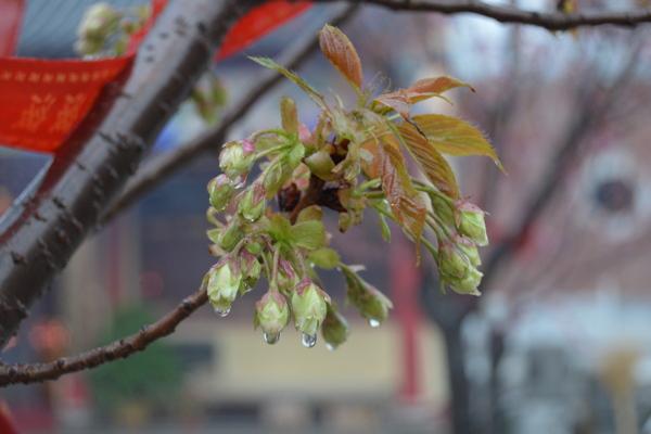 带雨樱花