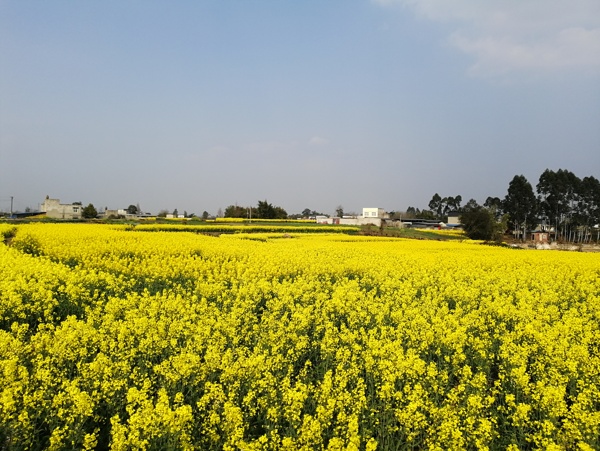 油菜花