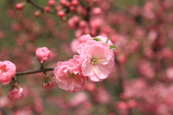 桃李芳菲图片