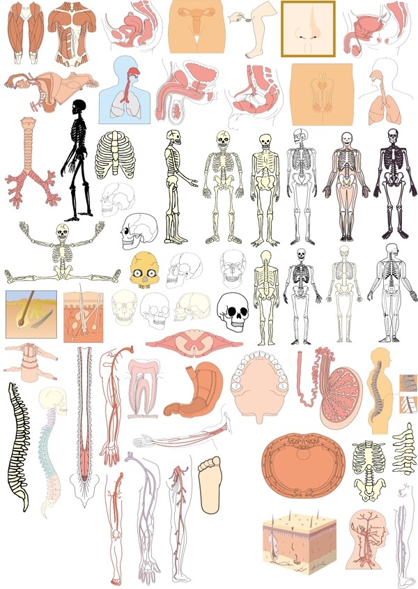 人体结构器官部位3图片