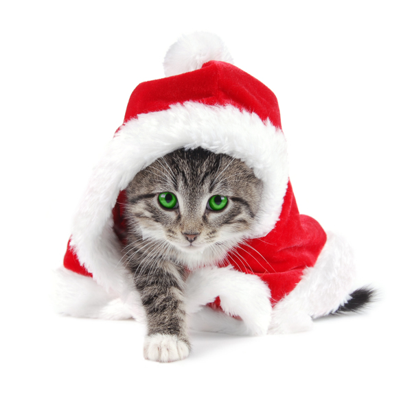 圣诞节帽子与可爱猫咪图片