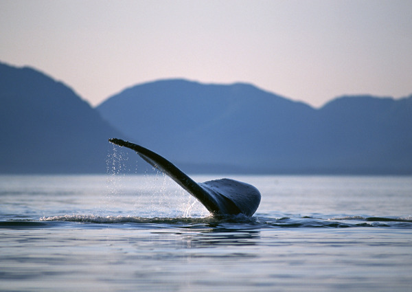 海底生物摄影图片