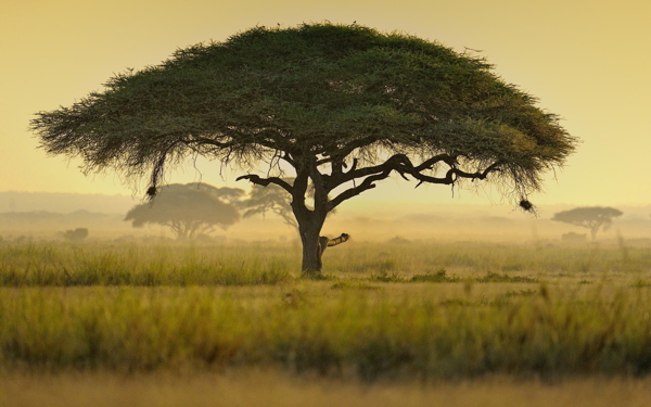 非洲自然景色