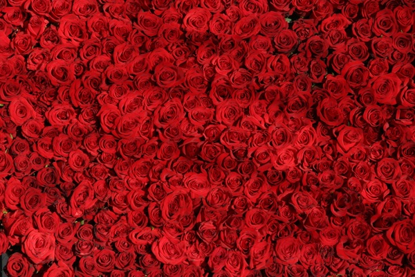 红玫瑰壁纸