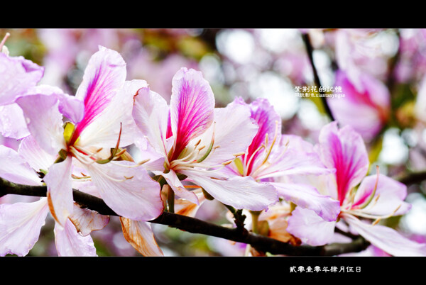 原创紫荆花摄影图下载