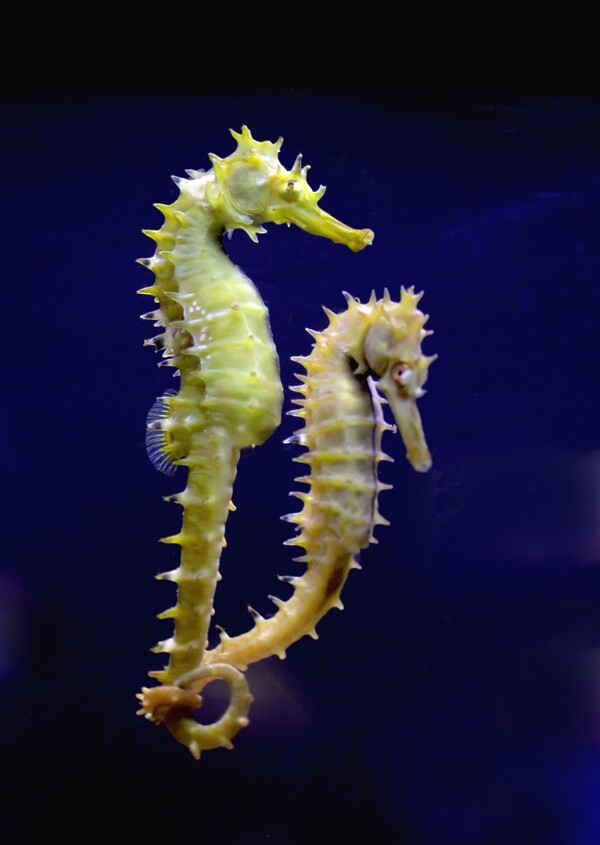 海洋生物海马