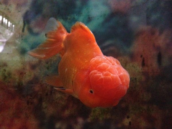 红帽金鱼图片