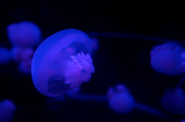 海底透明蓝光水母